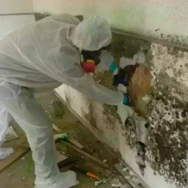 Mold Remediation and Removal in Boling, TX